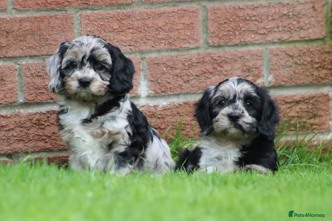 Cavapoo dogs for sale: Beautiful Cavapoo puppies for sale - Advert 37
