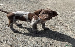 German Shorthaired Pointer dogs for sale: 3boys 3girls left ‼️Stunning Litter of GSP puppies - Image 8