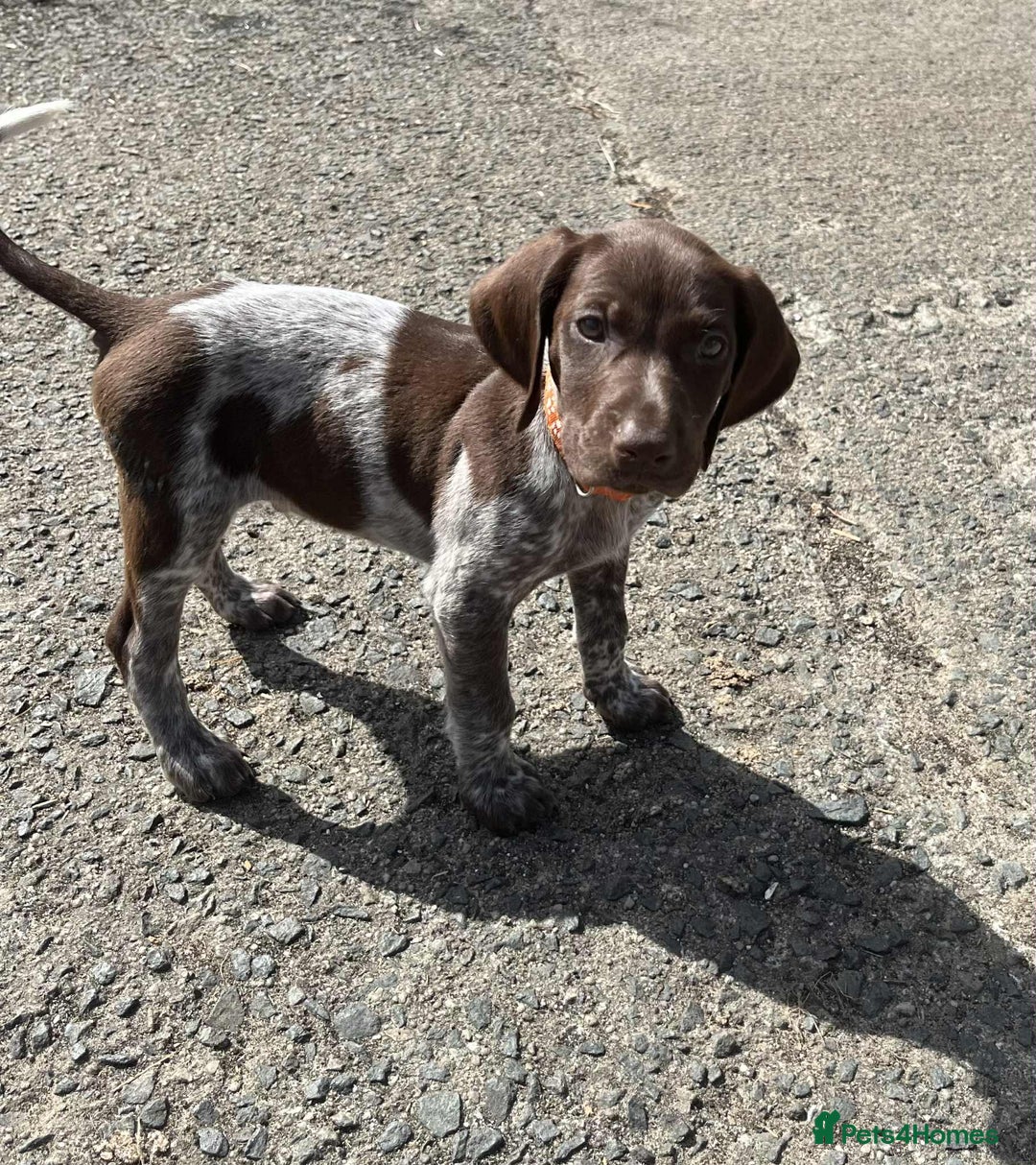 German Shorthaired Pointer dogs for sale: 3boys 3girls left ‼️Stunning Litter of GSP puppies - Image 8