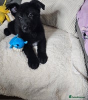 German Shepherd dogs German shepherd puppies - Advert 3