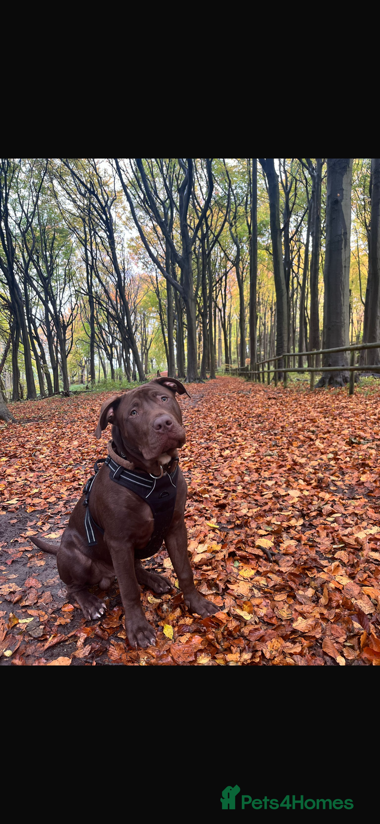 Mixed Breed dogs 8 month old male staffy x American bulldog  - Advert 10