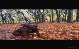 Mixed Breed dogs for sale: 8 month old male staffy x American bulldog  - Advert 1