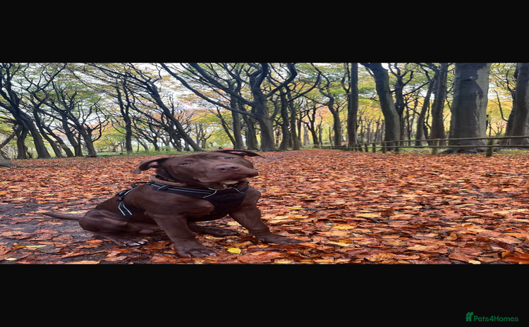 Mixed Breed dogs 8 month old male staffy x American bulldog  - Advert 2