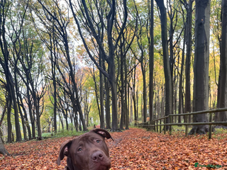Mixed Breed dogs 8 month old male staffy x American bulldog - Advert 2
