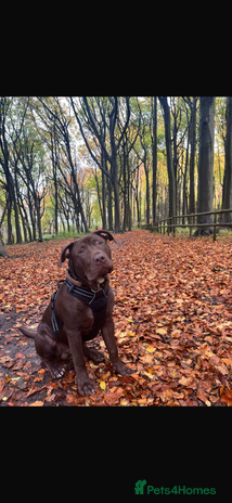 Mixed Breed dogs 8 month old male staffy x American bulldog - Advert 2