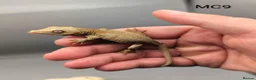 Gecko reptiles for sale: Red and orange striped gargoyle gecko  - Advert 2