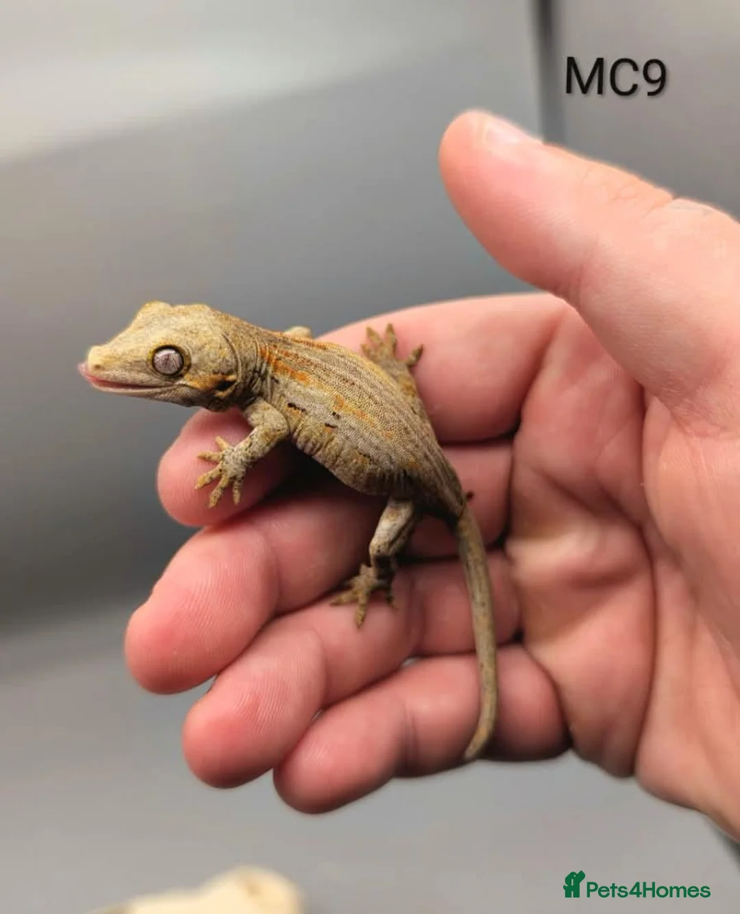 Gecko reptiles for sale: Red and orange striped gargoyle gecko  - Advert 2