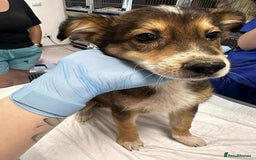 Mixed Breed dogs for adoption: Buddy - for adoption - IN FOSTER IN CHESSINGTON - Image 3
