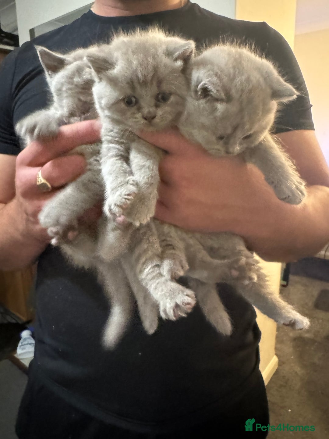 British Shorthair cats for sale: British shorthair lilac and blue - Advert 10