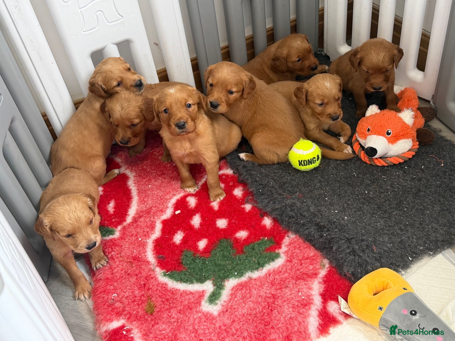 Golden Retriever dogs Outstanding litter of beautiful health tested pups - Advert 18