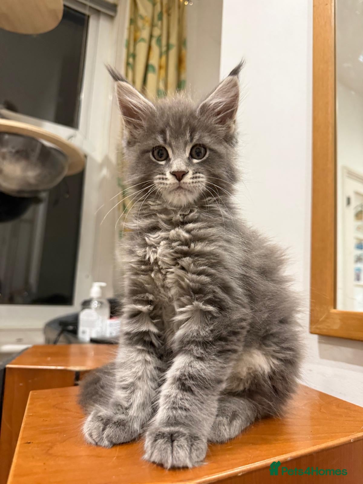 Maine Coon cats Maine coon - Advert 17