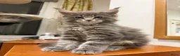 Maine Coon cats for sale: Maine coon - Advert 1