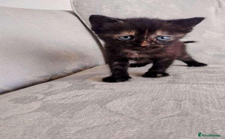 Mixed Breed cats - Advert 11