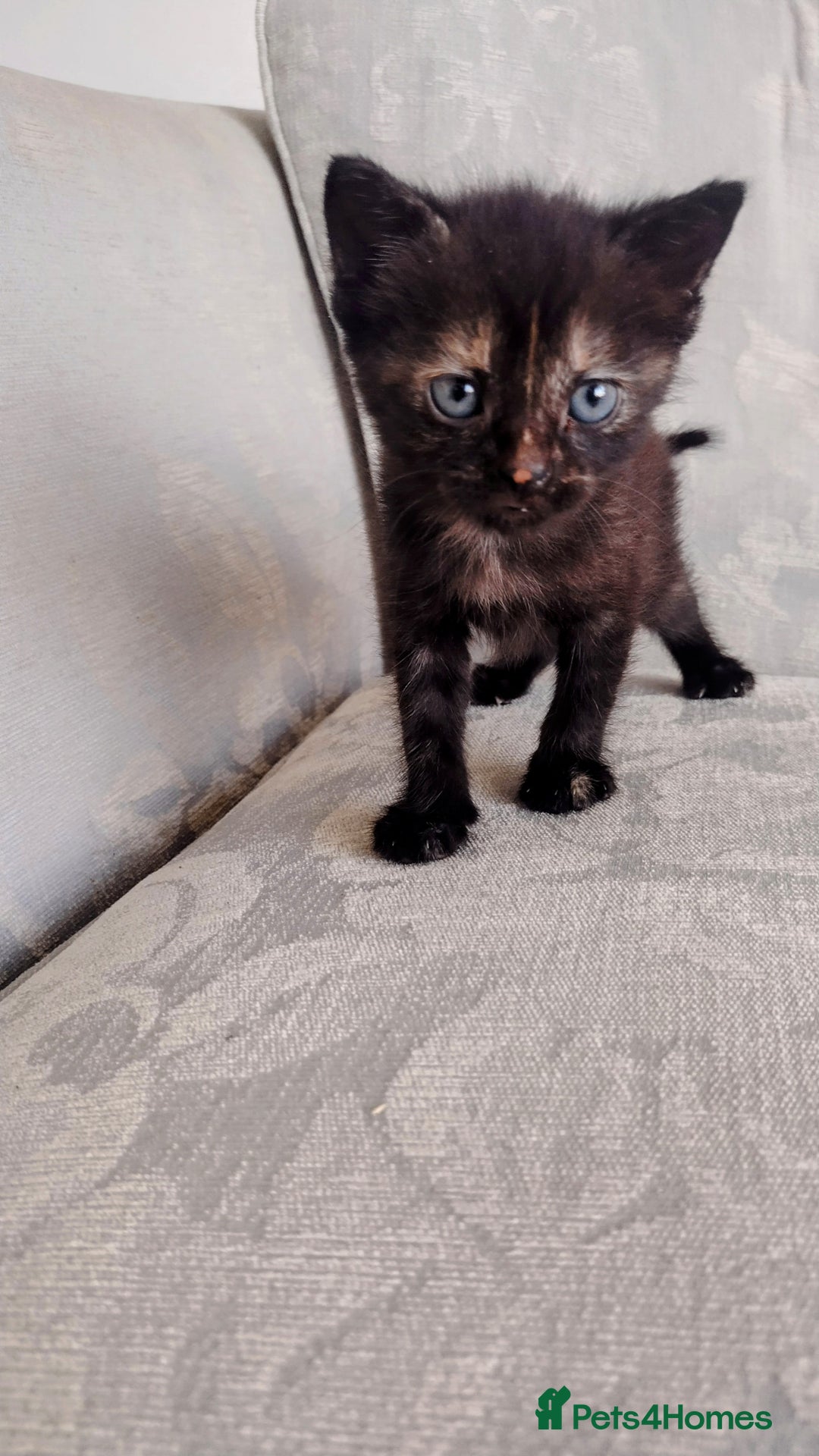 Mixed Breed cats for sale: last brownblack Kitten mixed breed available  - Image 1