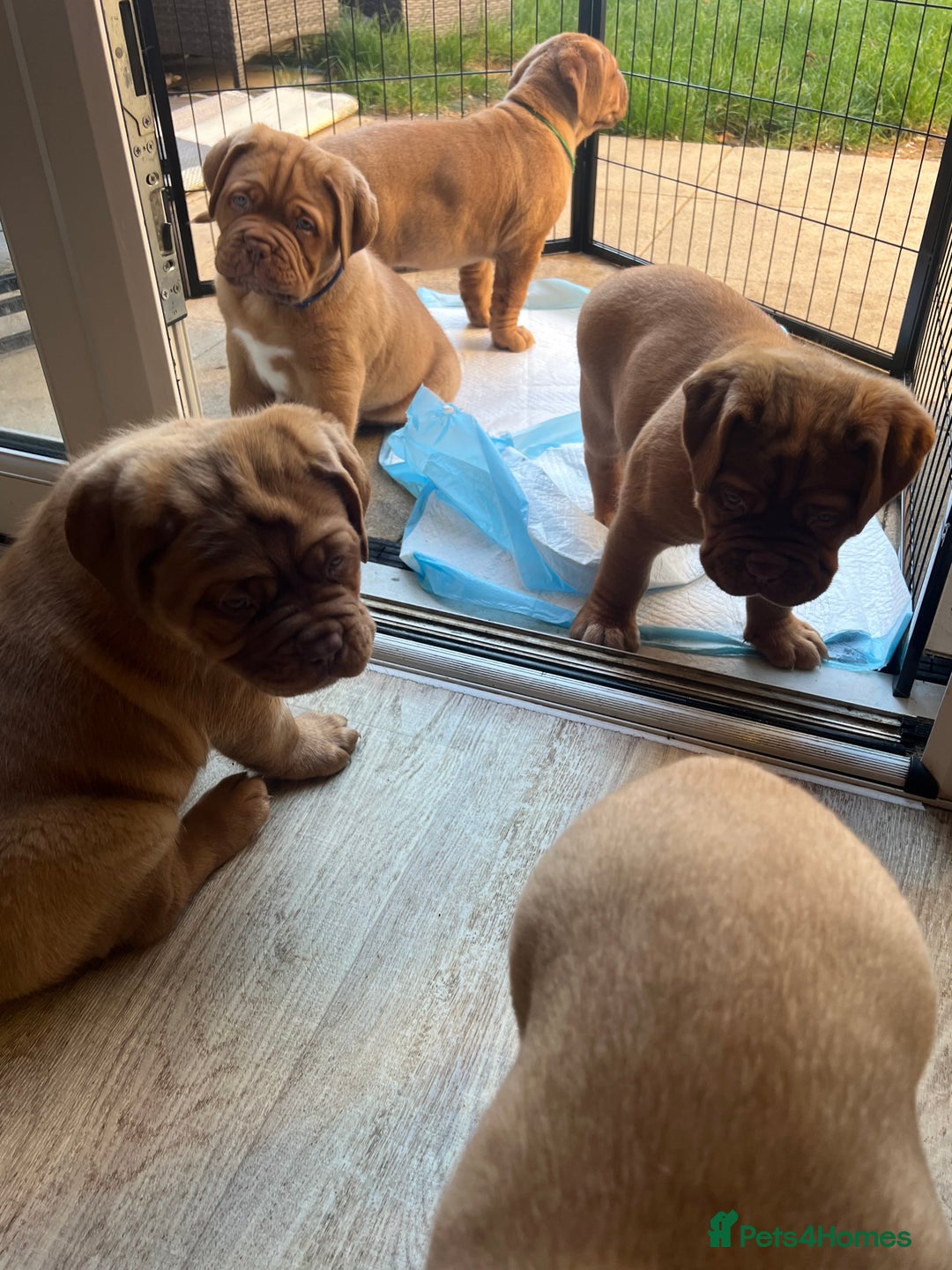 Dogue De Bordeaux dogs for sale: Beautiful KC Dogue De Bordeaux Puppies - Advert 26