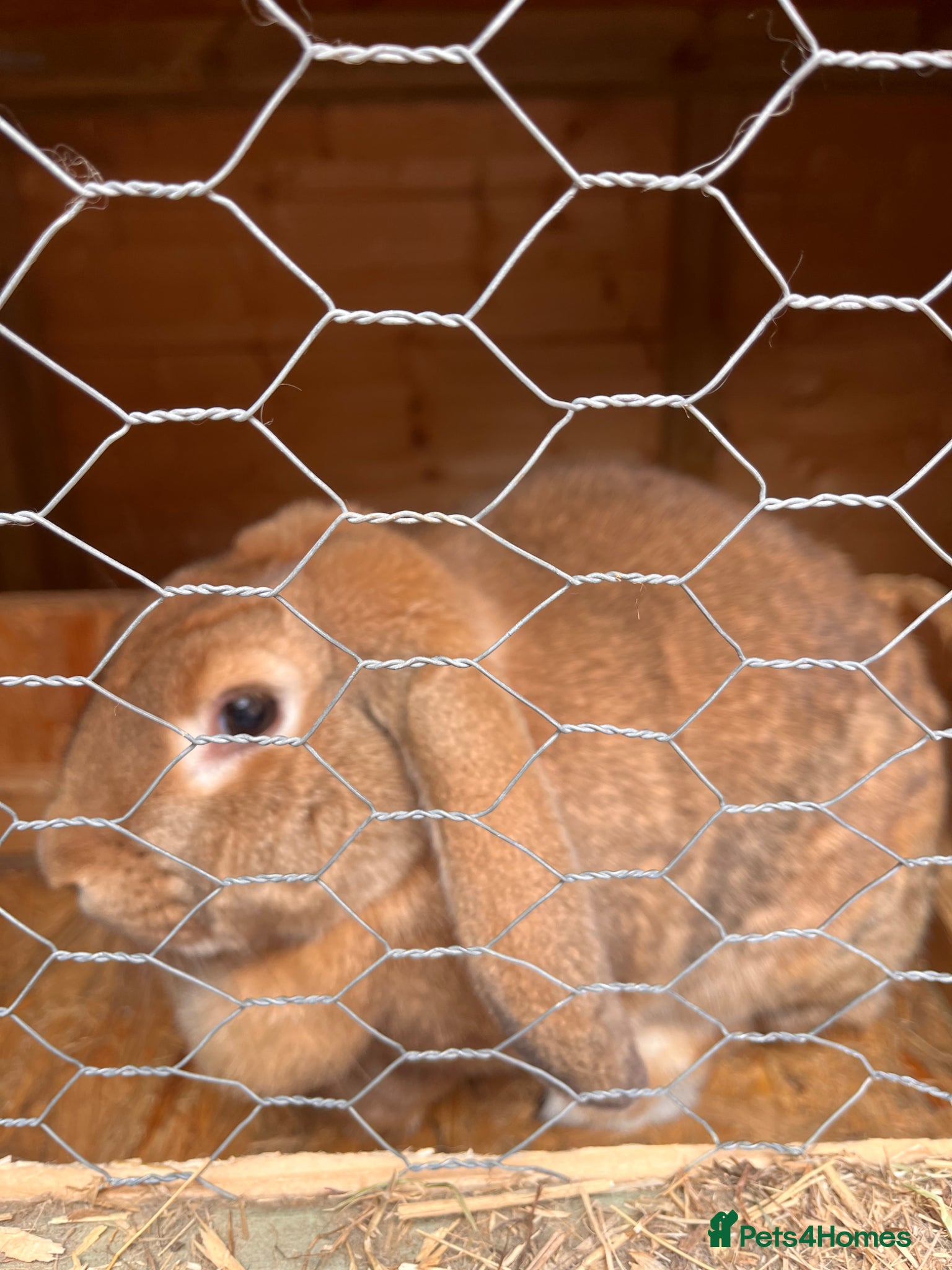 Mixed Breed rabbits 2 Female rabbits to be rehomed  - Advert 2