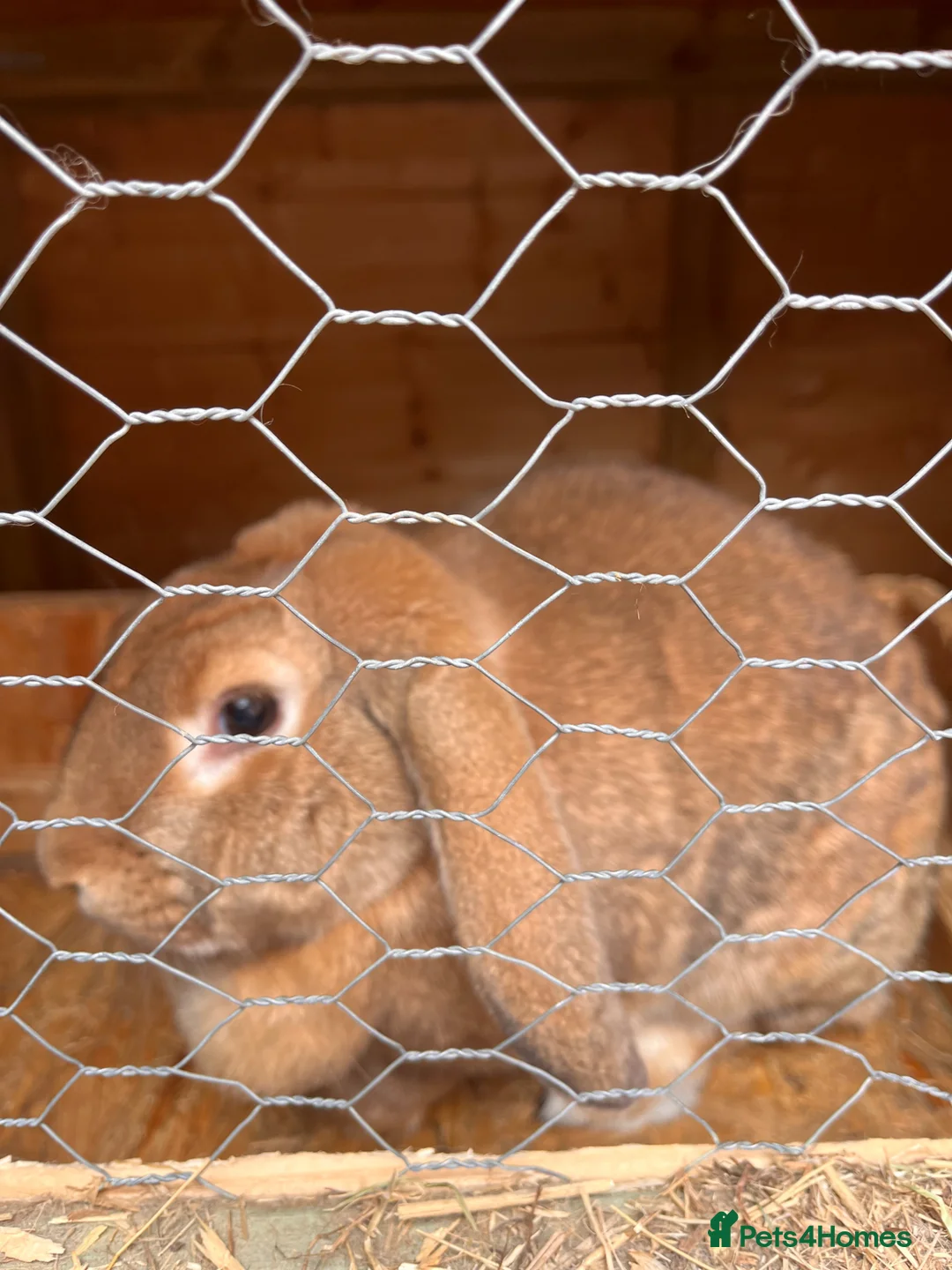 Mixed Breed rabbits for sale: 2 Female rabbits to be rehomed  - Advert 1