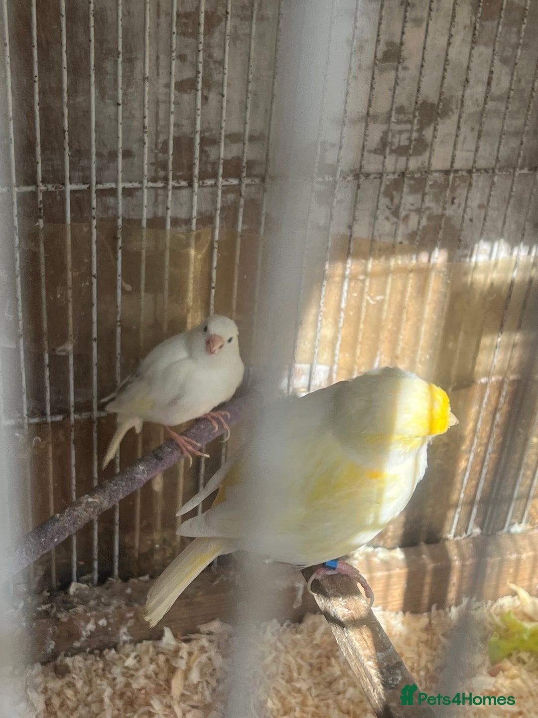 Canaries birds for sale: Canaries available  - Image 3