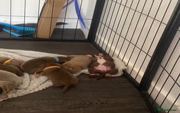 Staffordshire Bull Terrier dogs for sale: Staff puppies - Image 9