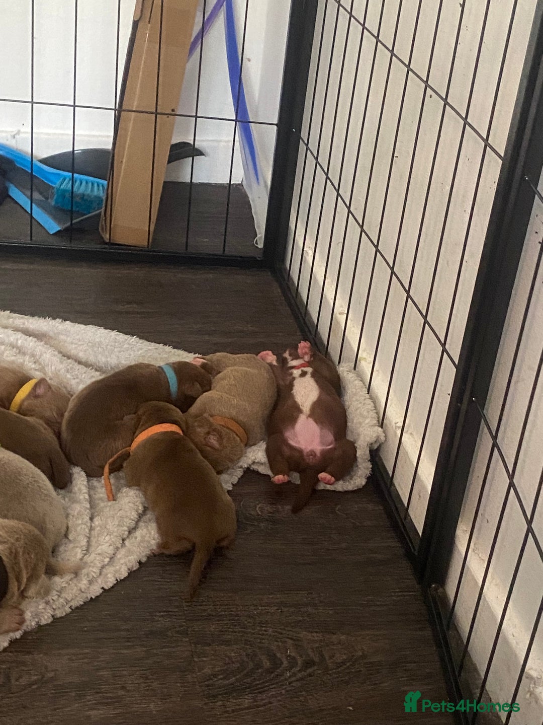 Staffordshire Bull Terrier dogs for sale: Staff puppies - Image 9