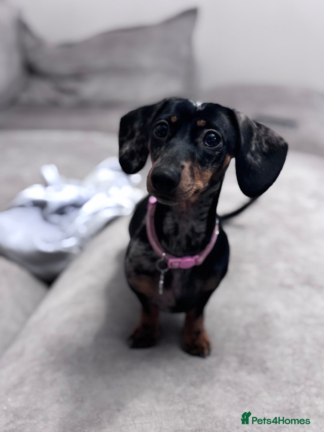 Miniature Dachshund dogs for sale: Rehoming x2 dachshunds  - Advert 5