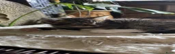 Domestic Shorthair cats for sale: 2 beautiful tabby kittens ready 05/08/2026 - Advert 2