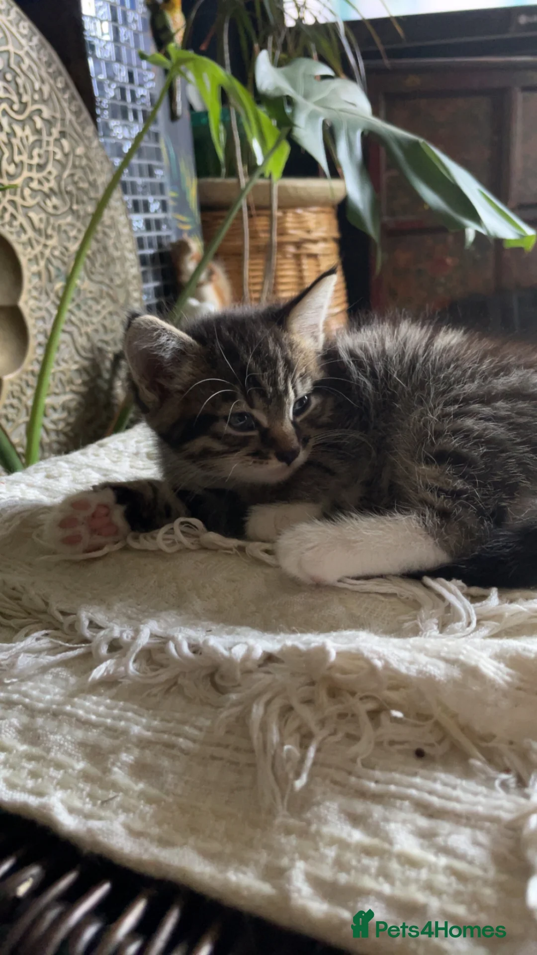 Domestic Shorthair cats for sale: 2 beautiful tabby kittens ready 05/08/2026 - Advert 2