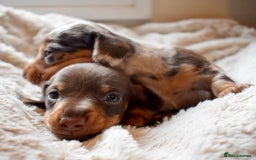 Miniature Dachshund dogs for sale: miniature dachshund puppies ready to reserve 🤍 - Image 2