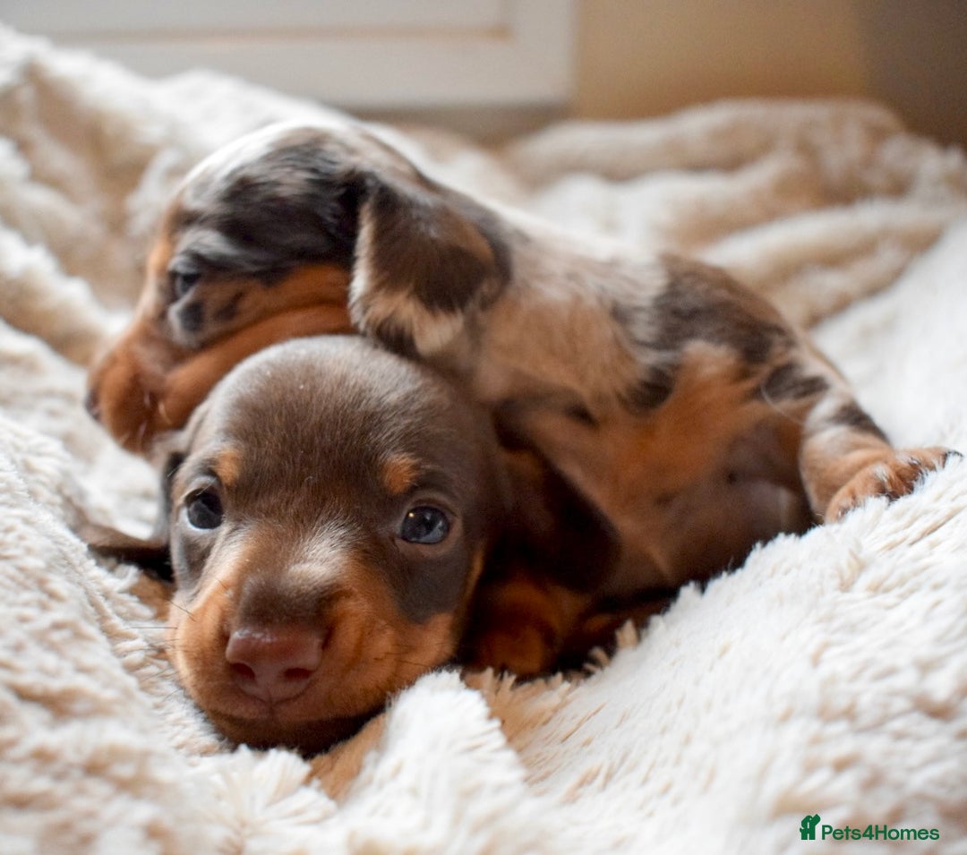 Miniature Dachshund dogs for sale: miniature dachshund puppies ready to reserve 🤍 - Image 2