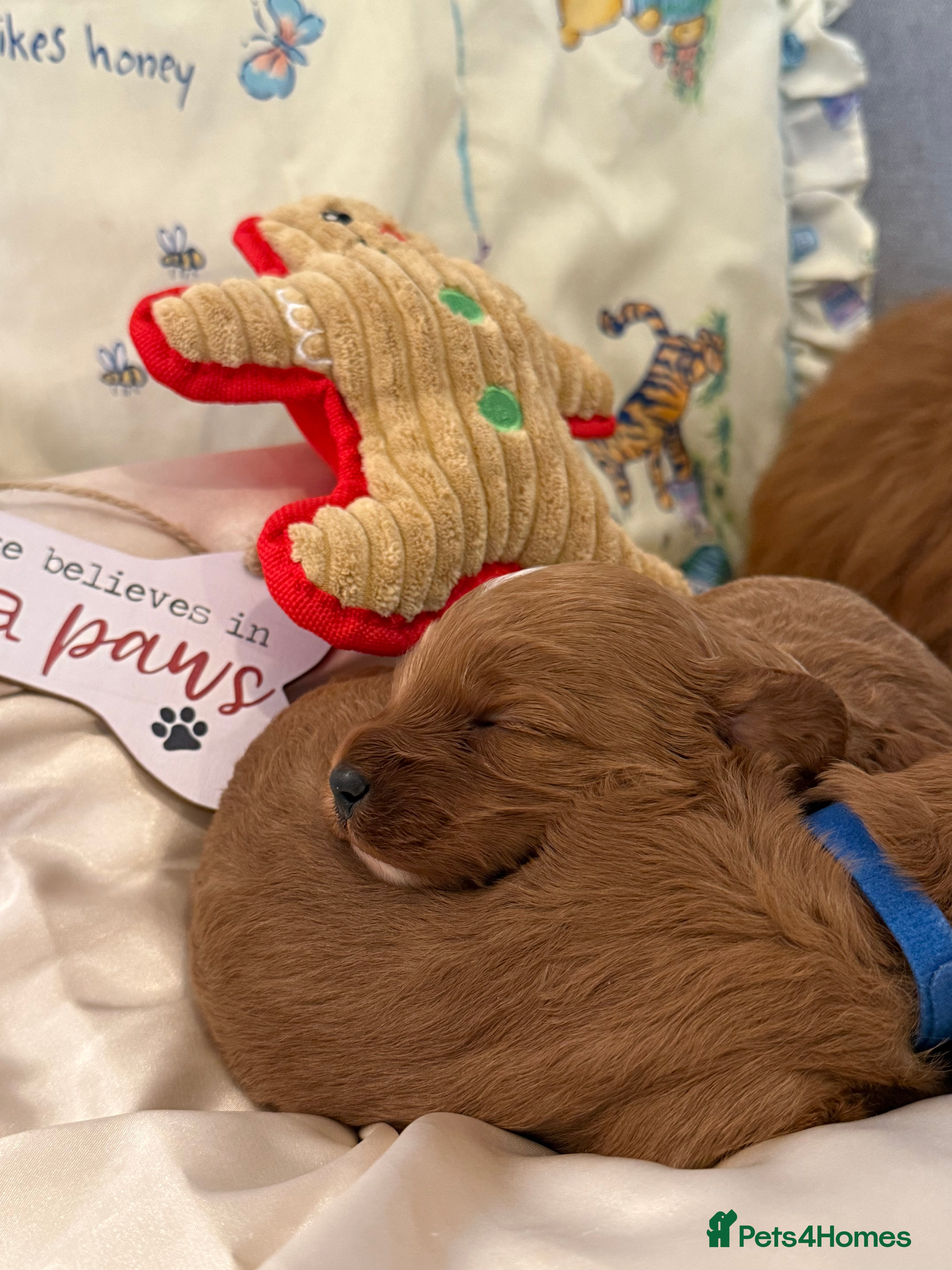 Cavapoo dogs 6 Cute Cavapoo puppies 6 - ready for homes in feb  - Advert 18