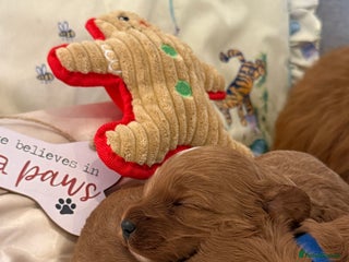 Cavapoo dogs 6 Cute Cavapoo puppies 6 - ready for homes in feb - Advert 18