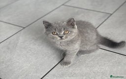 British Shorthair cats for sale: Stunning blue British shorthair kittens - Image 12