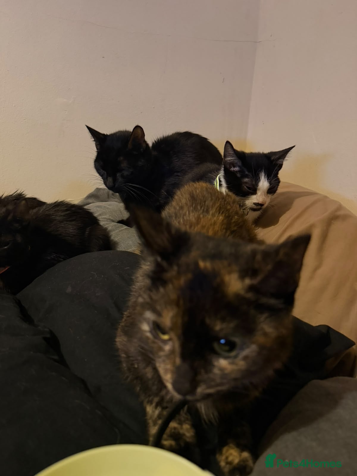 Mixed Breed cats Rescue Kittens and Cats Urgent - Advert 3