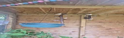 Finches birds for sale: Baby zebra finches for sale in Leicester - Advert 1