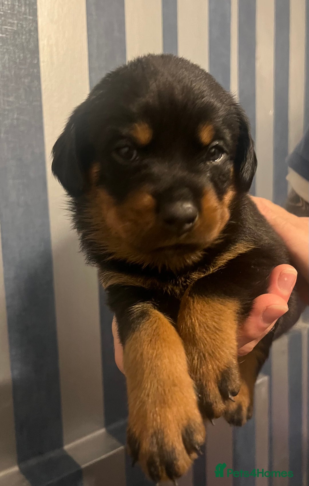 Rottweiler dogs for sale: Beautiful chunky Rottweiler puppies  - Advert 15