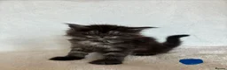 Maine Coon cats for sale: GCCF Maine Coon Kittens – Champion Parents - Advert 6