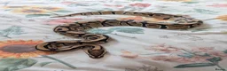 Python Snake reptiles for sale: Ball Python + setup in Sheerness - Advert 2