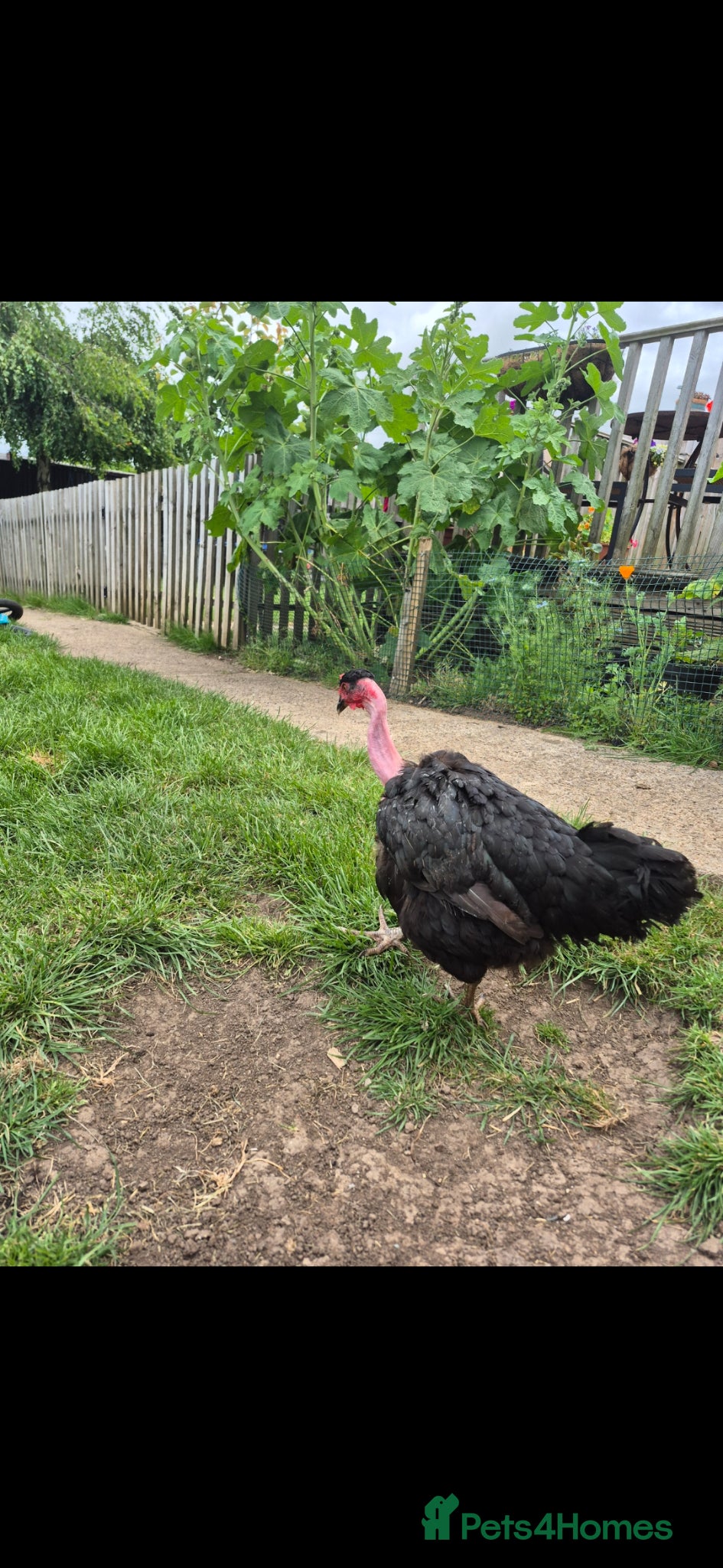 Chickens poultry for sale: 🐔  Mixed-Breed Hens - Advert 6