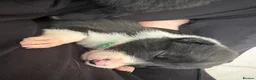 Border Collie dogs for sale: Working Line Border Collies - 1 girl left 💚 - Advert 20