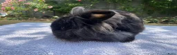 Mini Lion Lop rabbits for sale: Super tame mini lion lop  - Advert 7