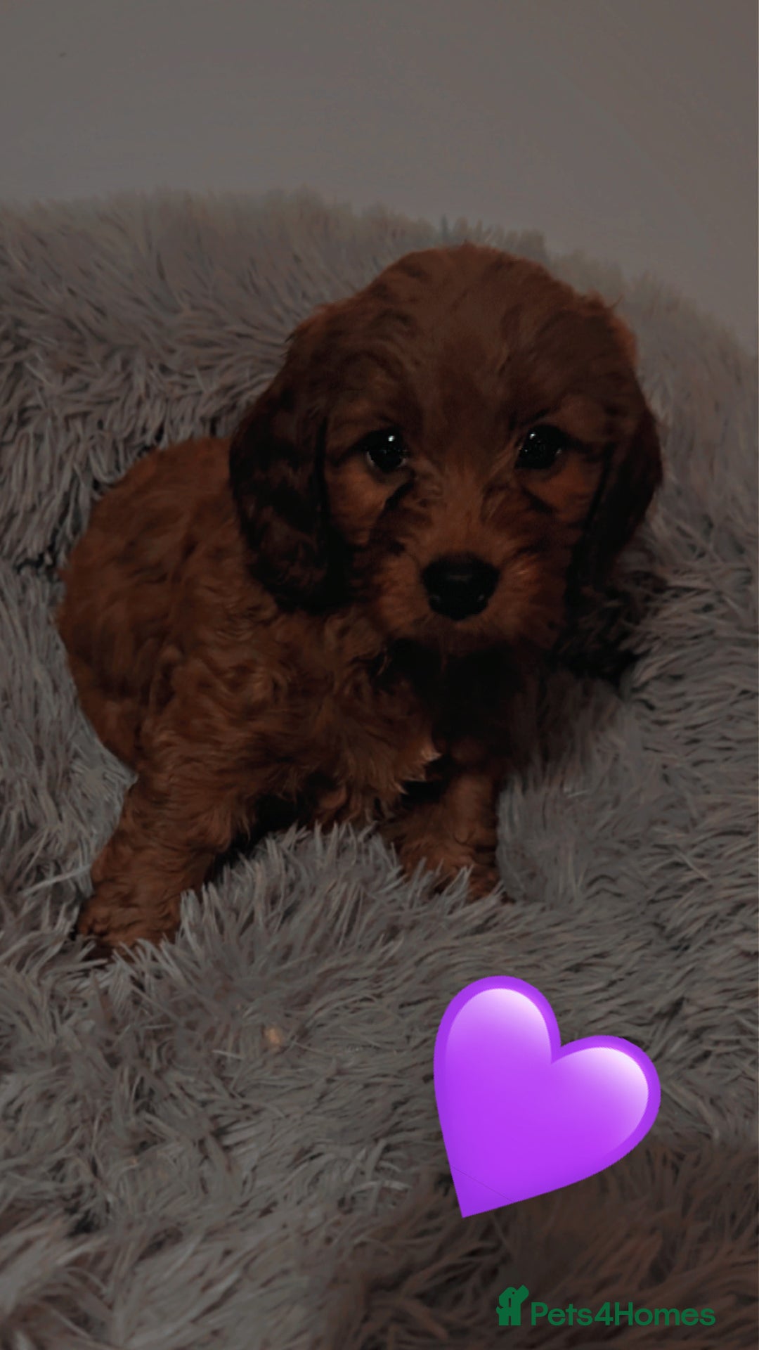 Cockapoo dogs for sale: **REDUCED** READY TO GO GIRL MINIATURE COCKAPOOS  - Image 13