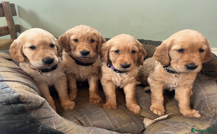 Golden Retriever dogs - Advert 3