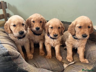 Golden Retriever dogs - Advert 9