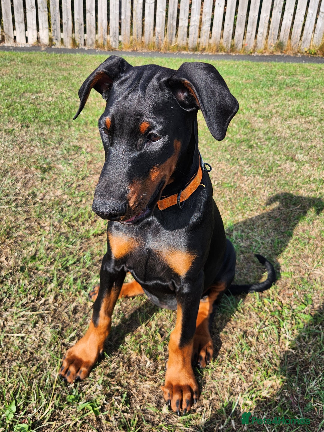 Dobermann dogs for sale: 1 Female available kc reg working line dobermann in Durham - Image 2