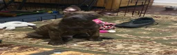 Mixed Breed dogs for sale: MIxed Frenchie Staffy shar Pei  - Advert 4