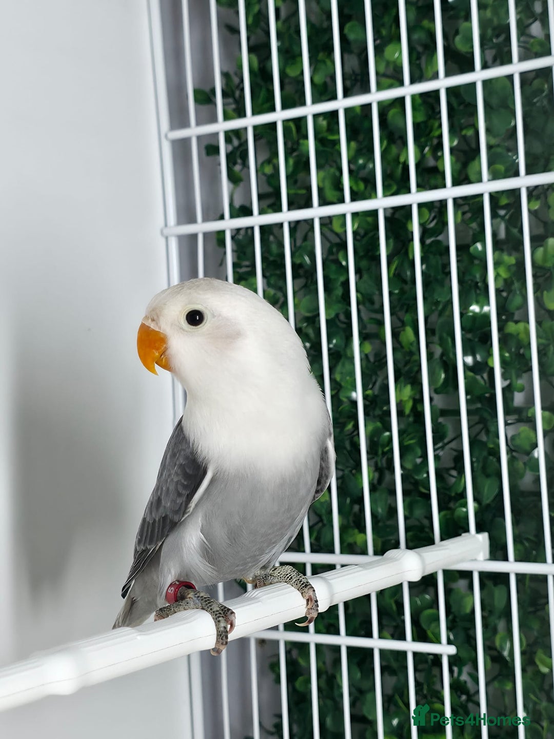 Lovebirds birds for sale: Mutation Lovebirds for Sale - Advert 20