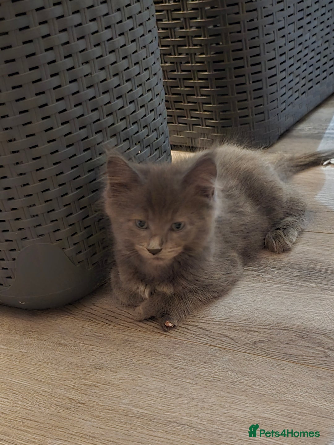 Maine Coon cats for sale: 3 male main coon kittens - Advert 5