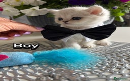 Scottish Fold cats for sale: 4 Scottish Straight Boys  - Image 6