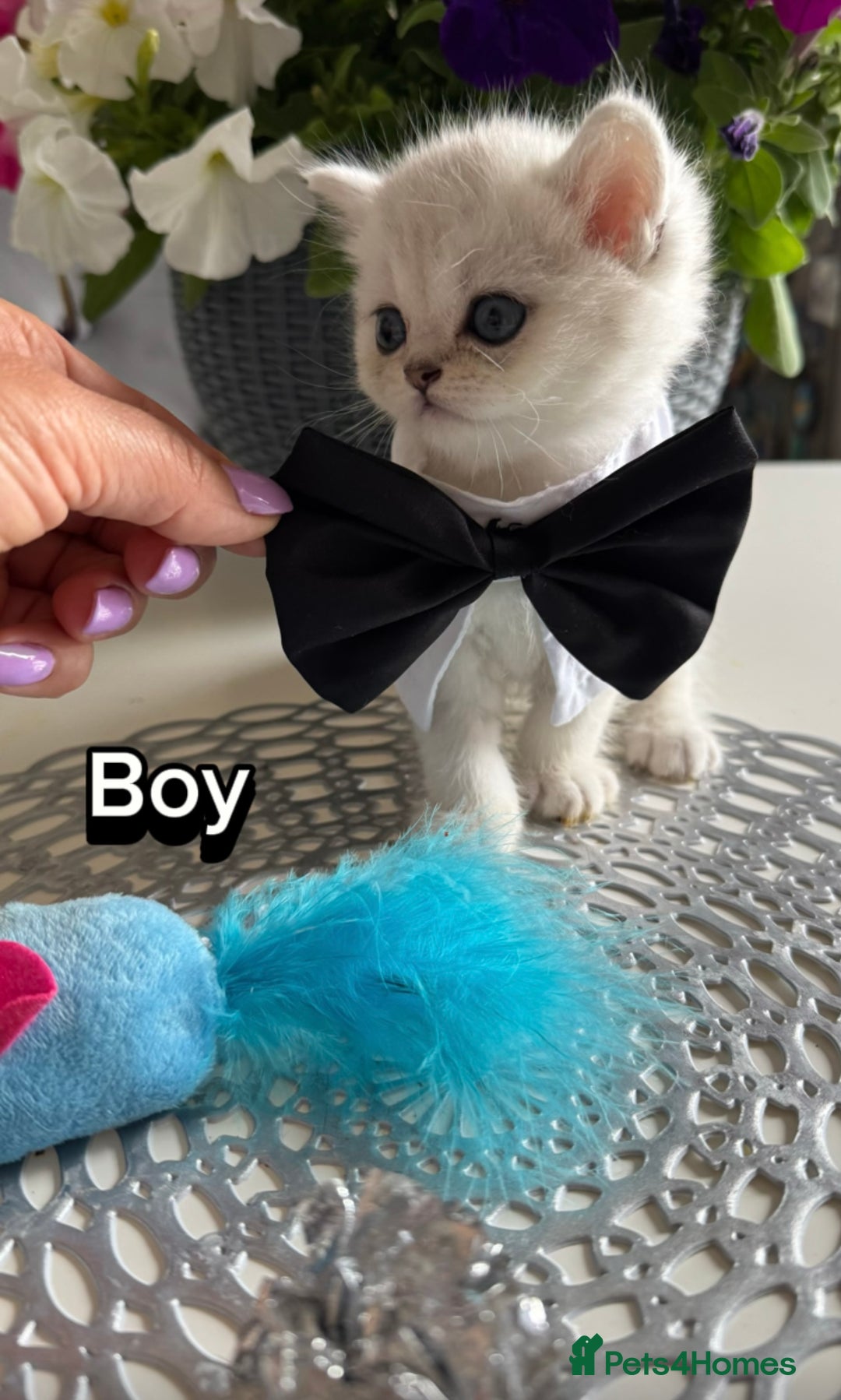 Scottish Fold cats for sale: 4 Scottish Straight Boys  - Image 6