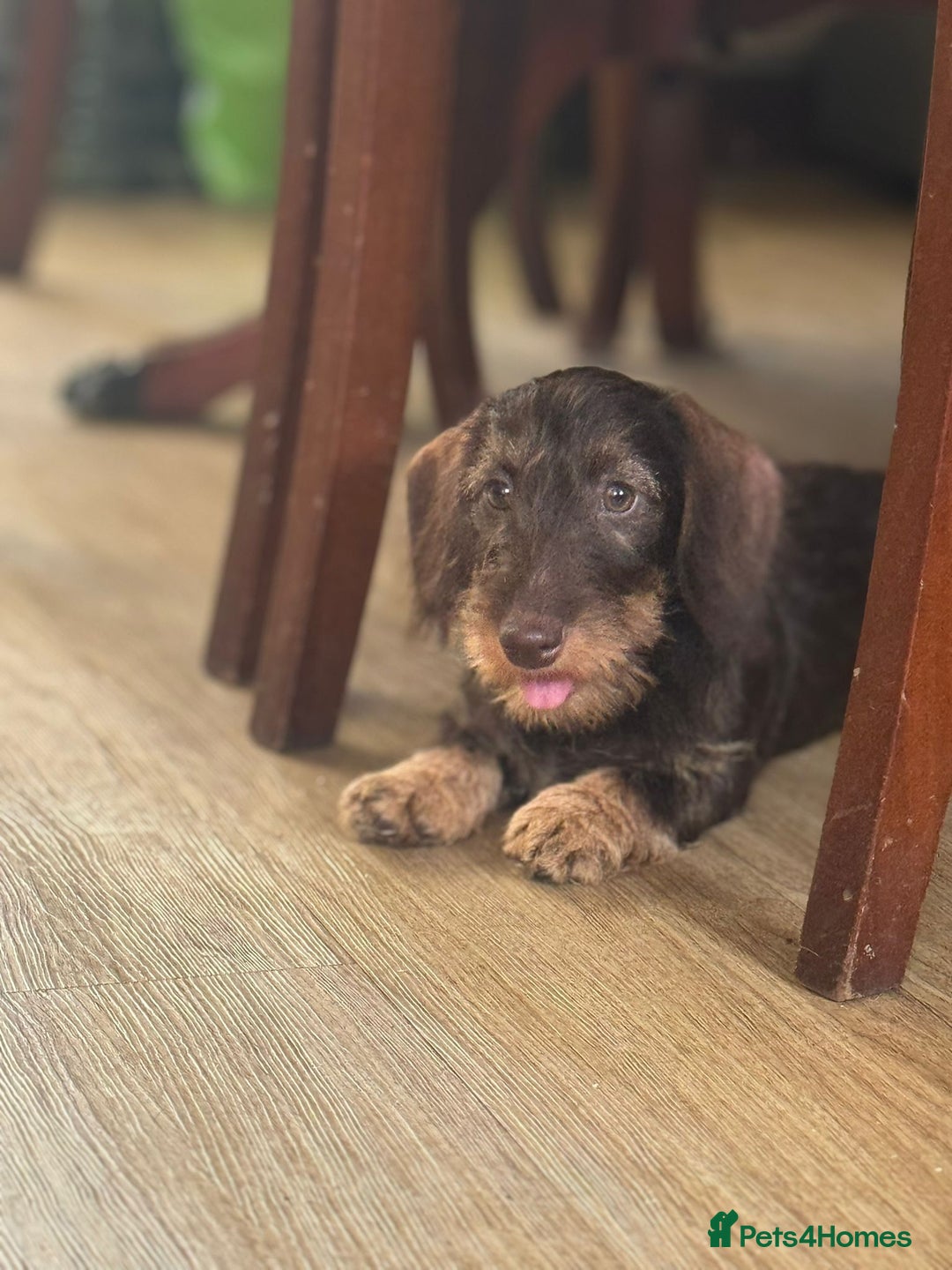 Miniature Dachshund dogs for sale: Miniature wire haired Dachshund  - Image 4